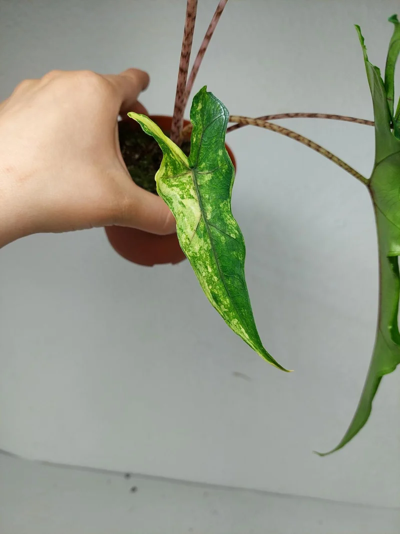 Alocasia Sabrina Aurea Variegata