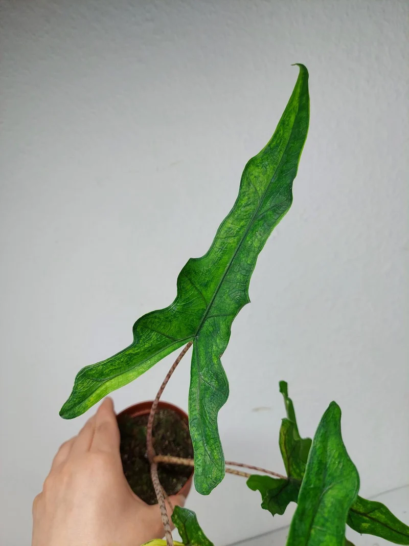 Alocasia Sabrina Aurea Variegata