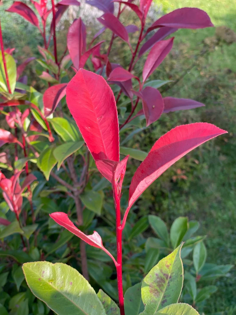 Rote Glanzmispel 'Red Robin' - Containerpflanzen