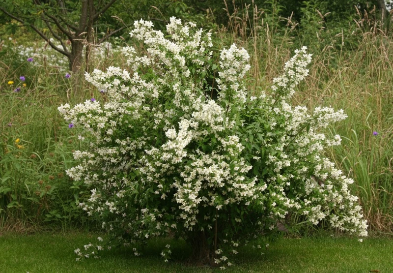 Pfeifenstrauch Erectus / Duftjasmin Erectus - Topf-/Containerpflanzen