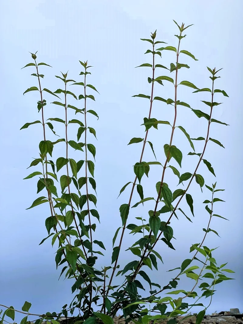 Pfeifenstrauch Erectus / Duftjasmin Erectus - Topf-/Containerpflanzen