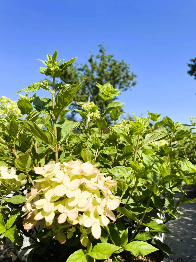 Rispenhortensie Little Lime - Topf-/Containerpflanzen