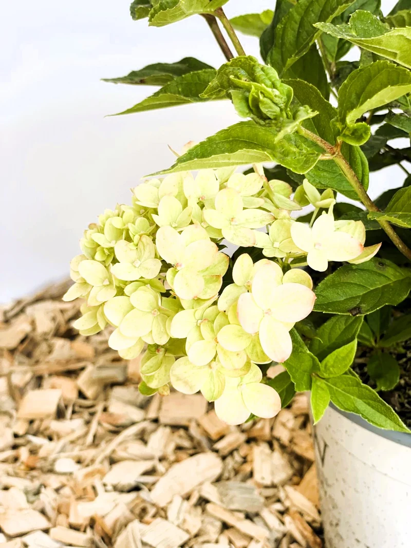 Rispenhortensie Little Lime - Topf-/Containerpflanzen
