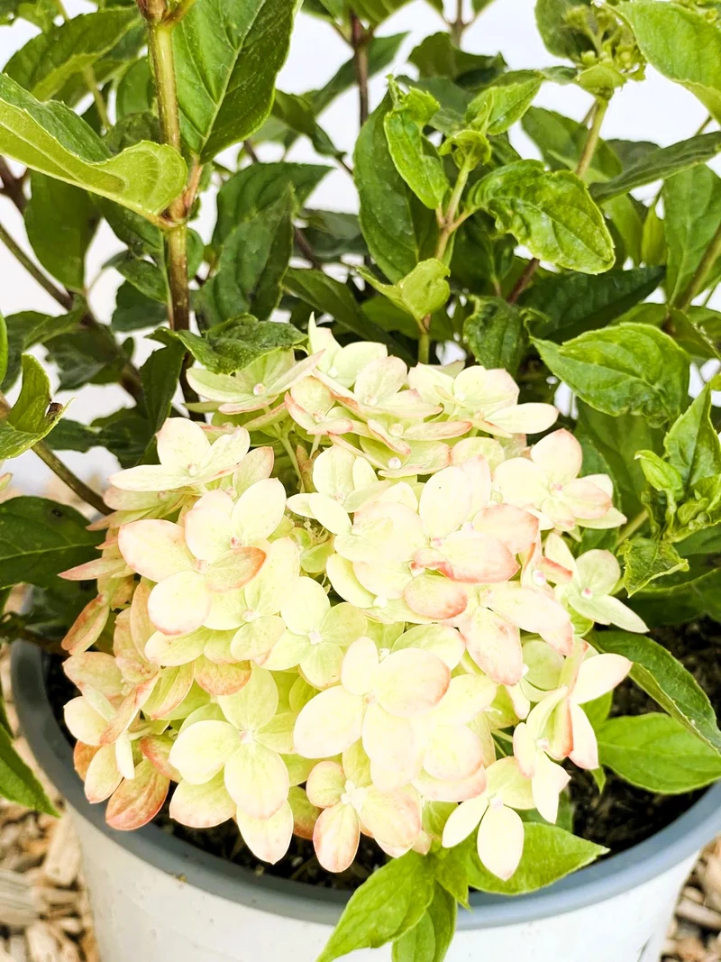 Rispenhortensie Little Lime - Topf-/Containerpflanzen