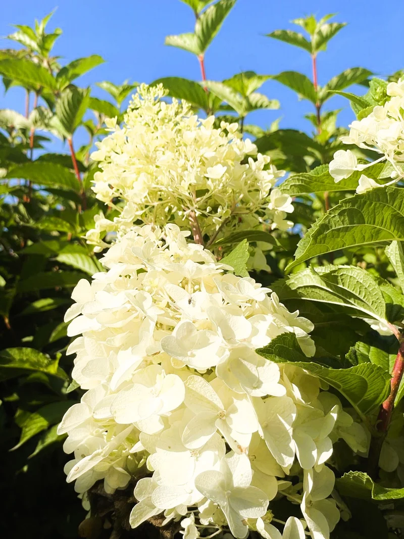 Rispenhortensie Silver Dollar - Topf-/Containerpflanzen