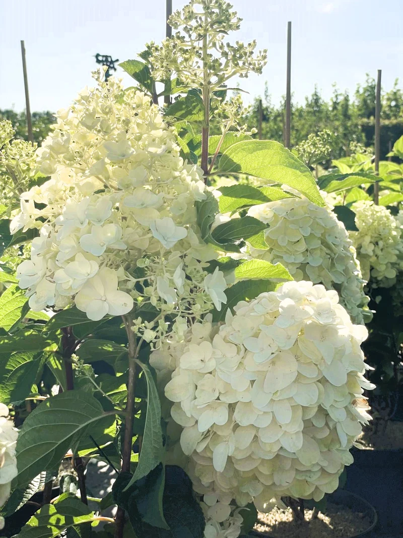 Rispenhortensie Silver Dollar - Topf-/Containerpflanzen