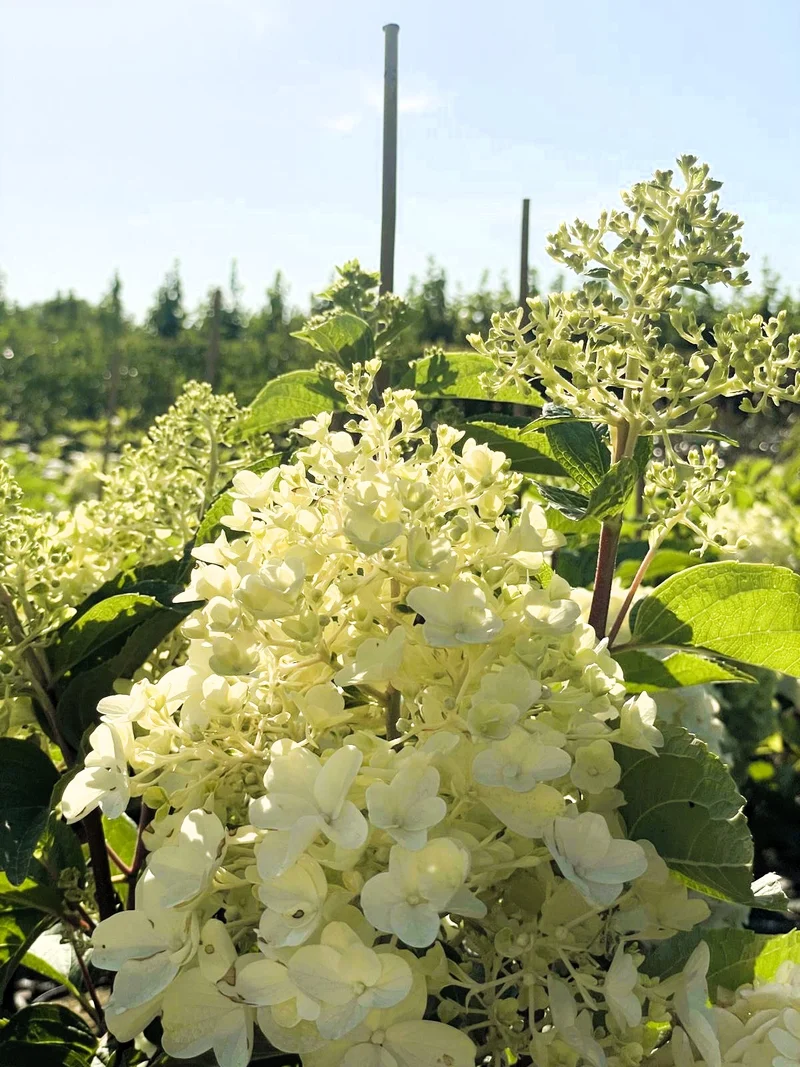 Rispenhortensie Silver Dollar - Topf-/Containerpflanzen