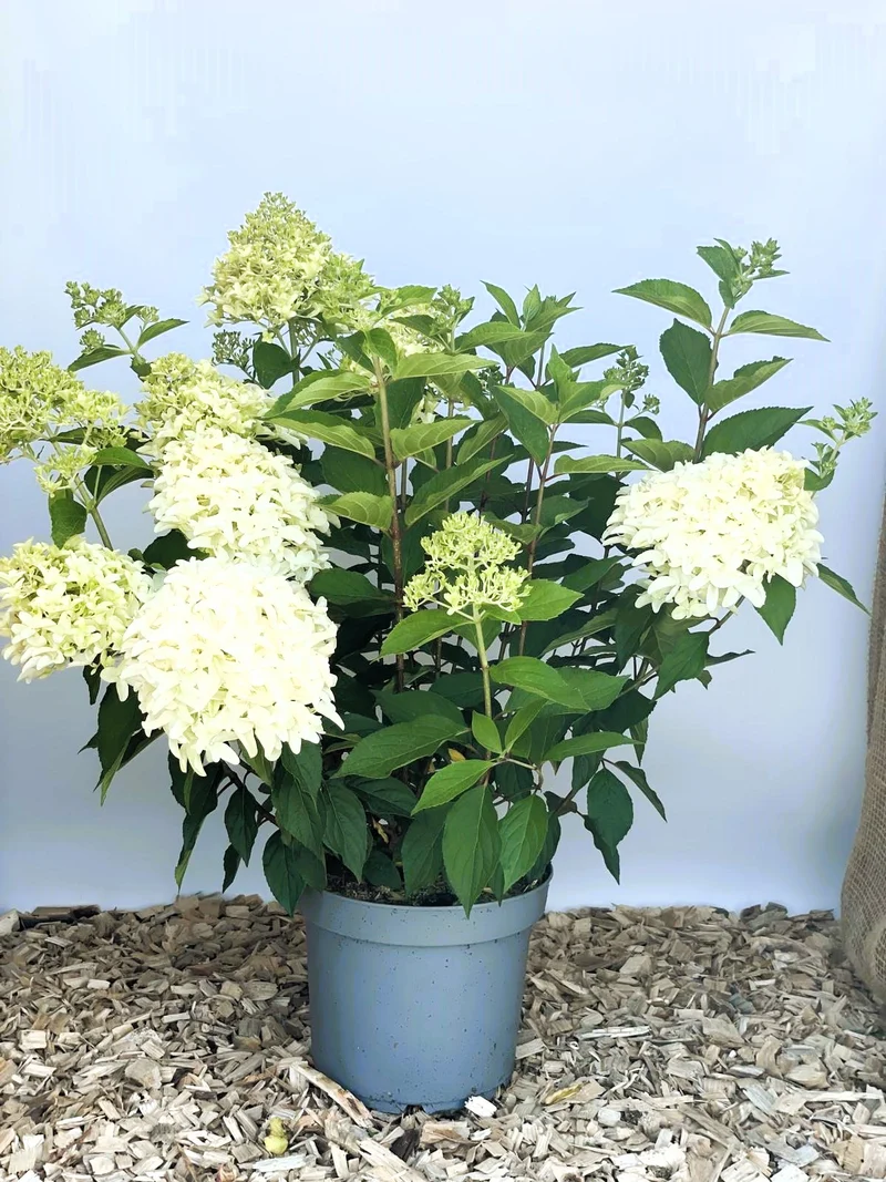 Rispenhortensie Skyfall - Topf-/Containerpflanzen
