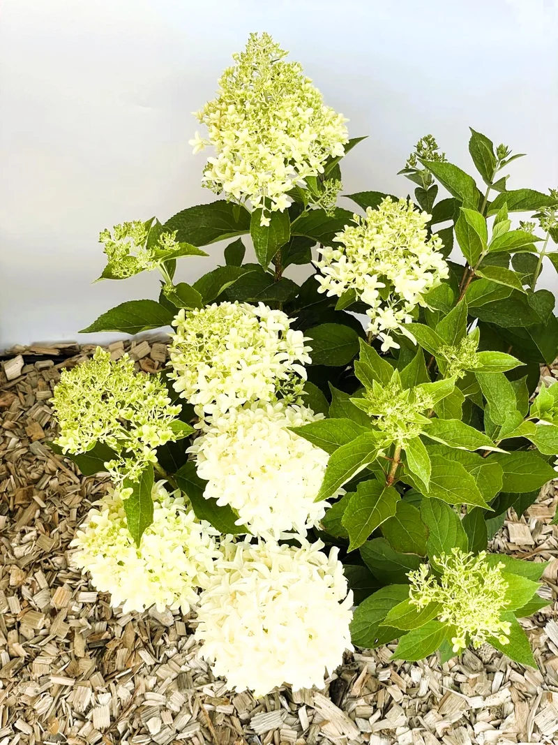 Rispenhortensie Skyfall - Topf-/Containerpflanzen