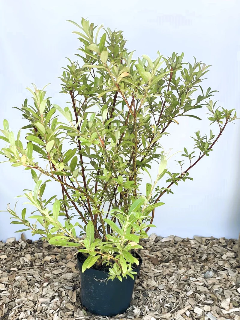 Rosa Kätzchenweide Mount Aso - Topf-/Containerpflanzen