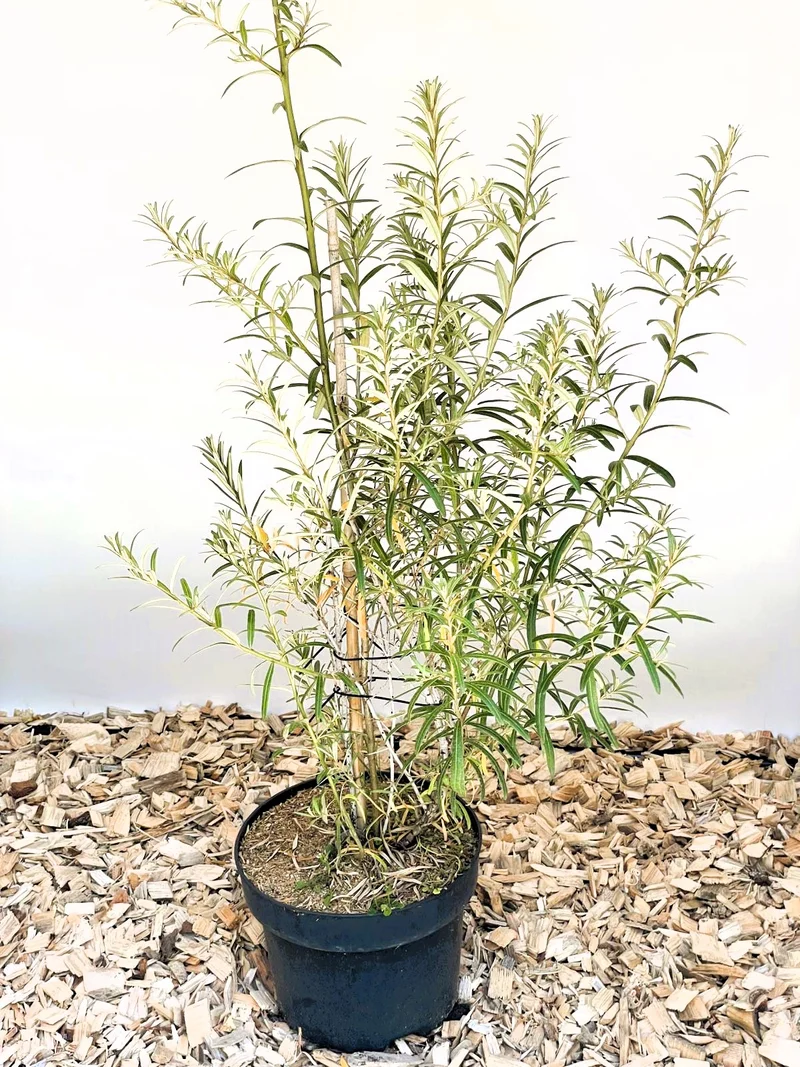 Sanddorn Orange Energy - Topf-/Containerpflanzen