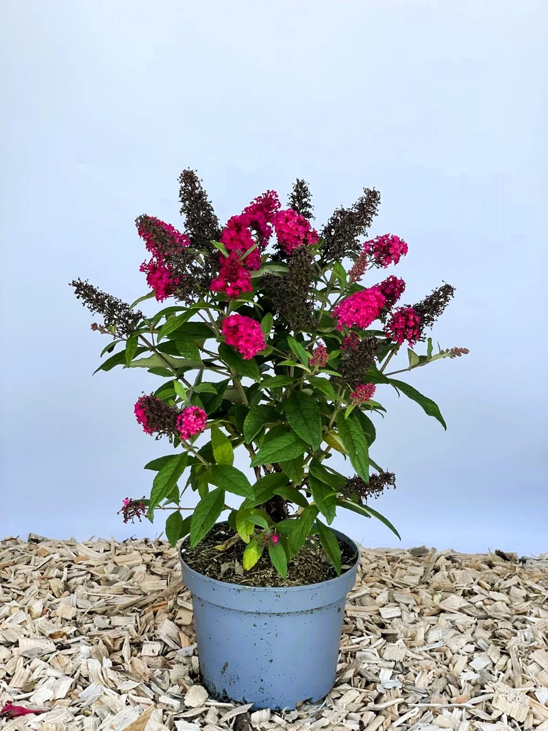 Zwerg-Sommerflieder Butterfly Candy Little Ruby - Topf-/Containerpflanzen