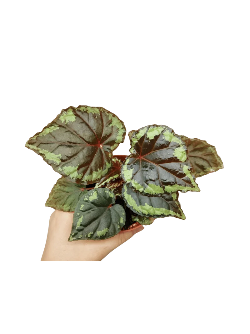 Begonia Ignita