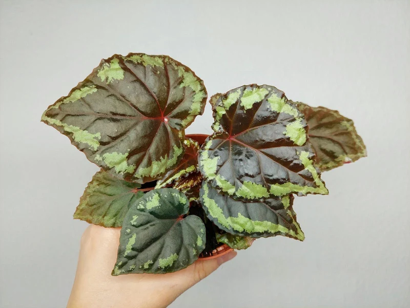 Begonia Ignita