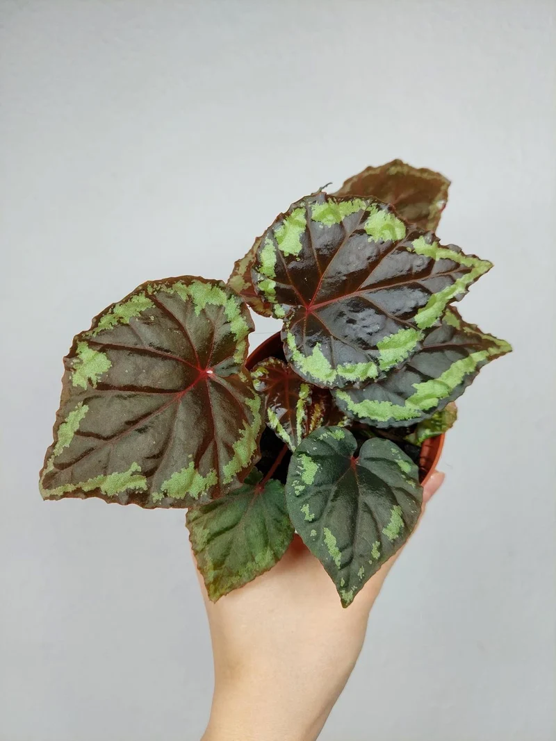 Begonia Ignita