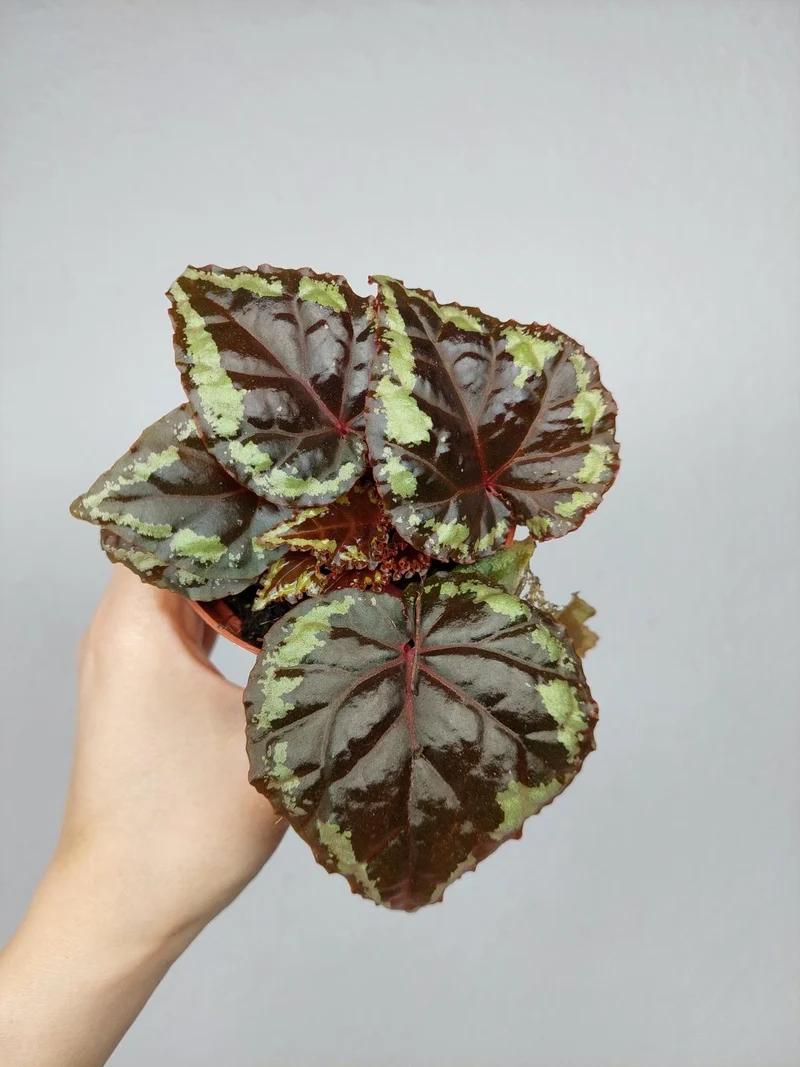 Begonia Ignita