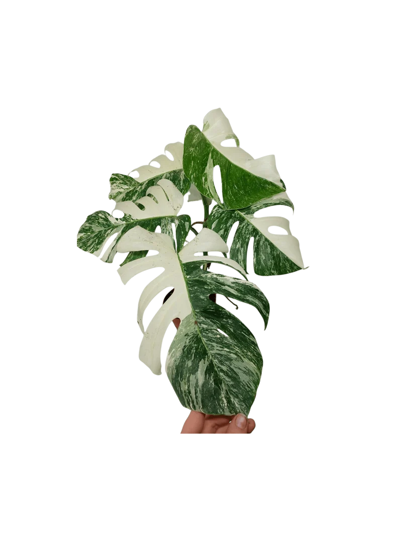 Monstera Variegata (zum aussuchen)