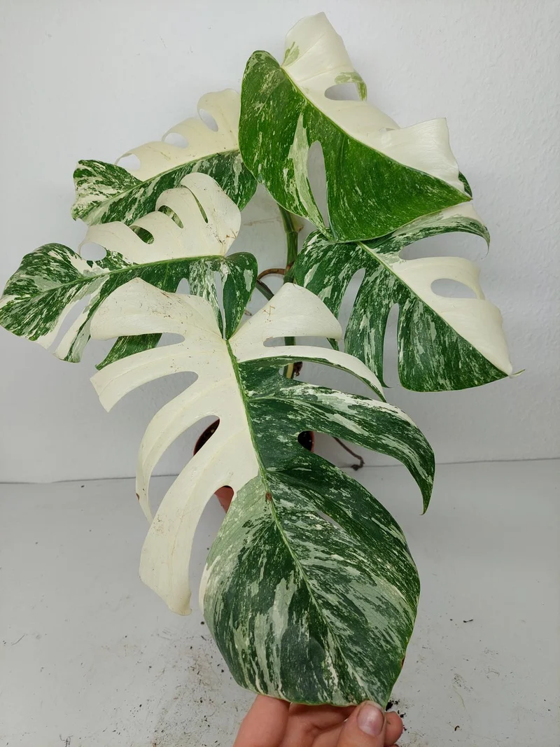 Monstera Variegata (zum aussuchen)