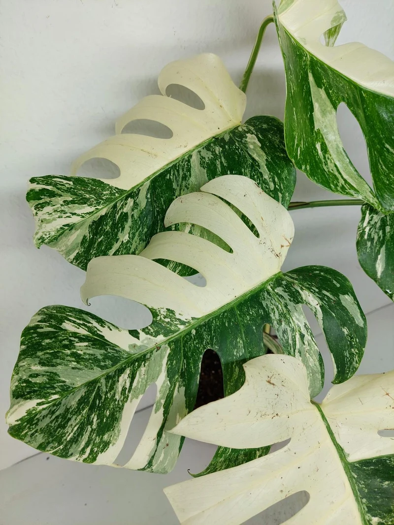 Monstera Variegata (zum aussuchen)