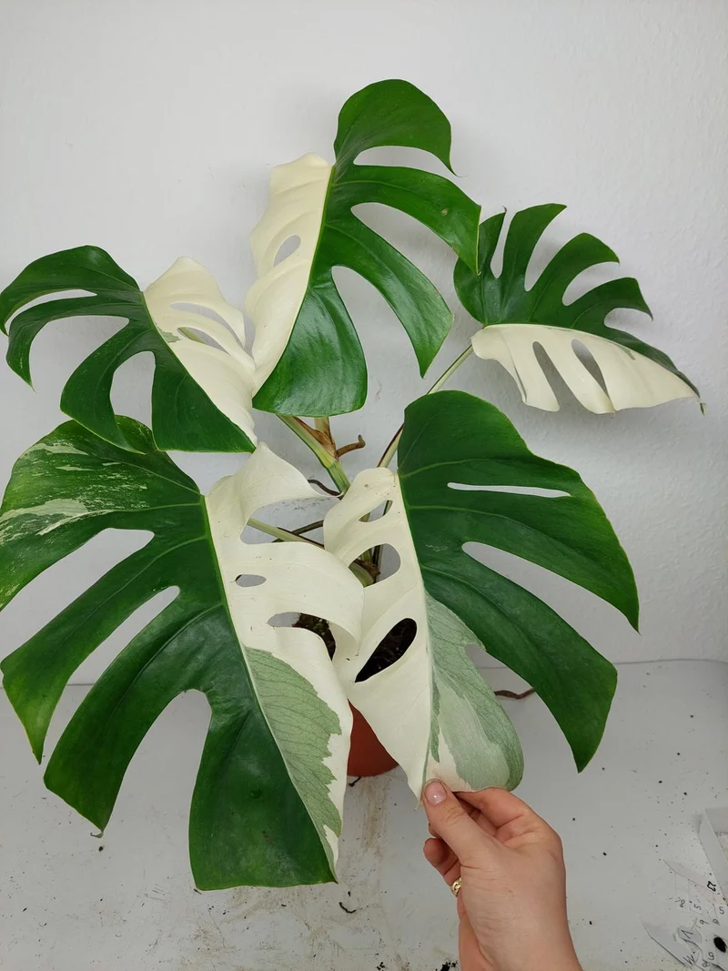 Monstera Variegata (zum aussuchen)