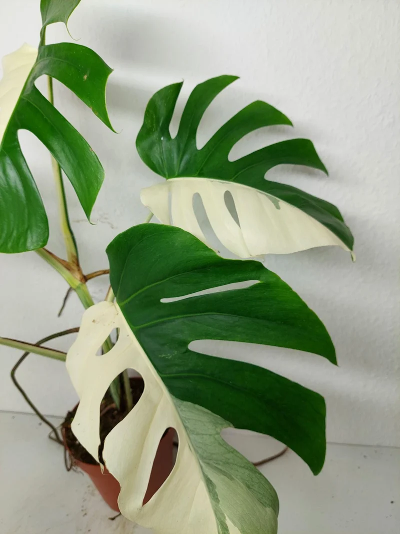 Monstera Variegata (zum aussuchen)
