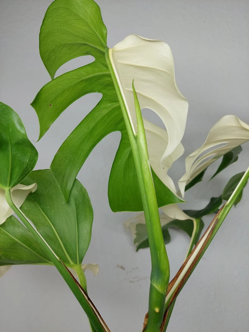 Monstera Variegata (zum aussuchen)