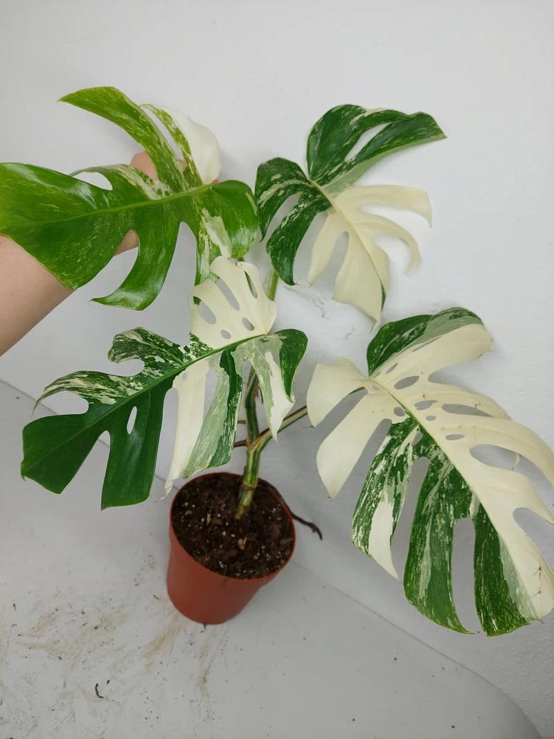 Monstera Variegata (zum aussuchen)