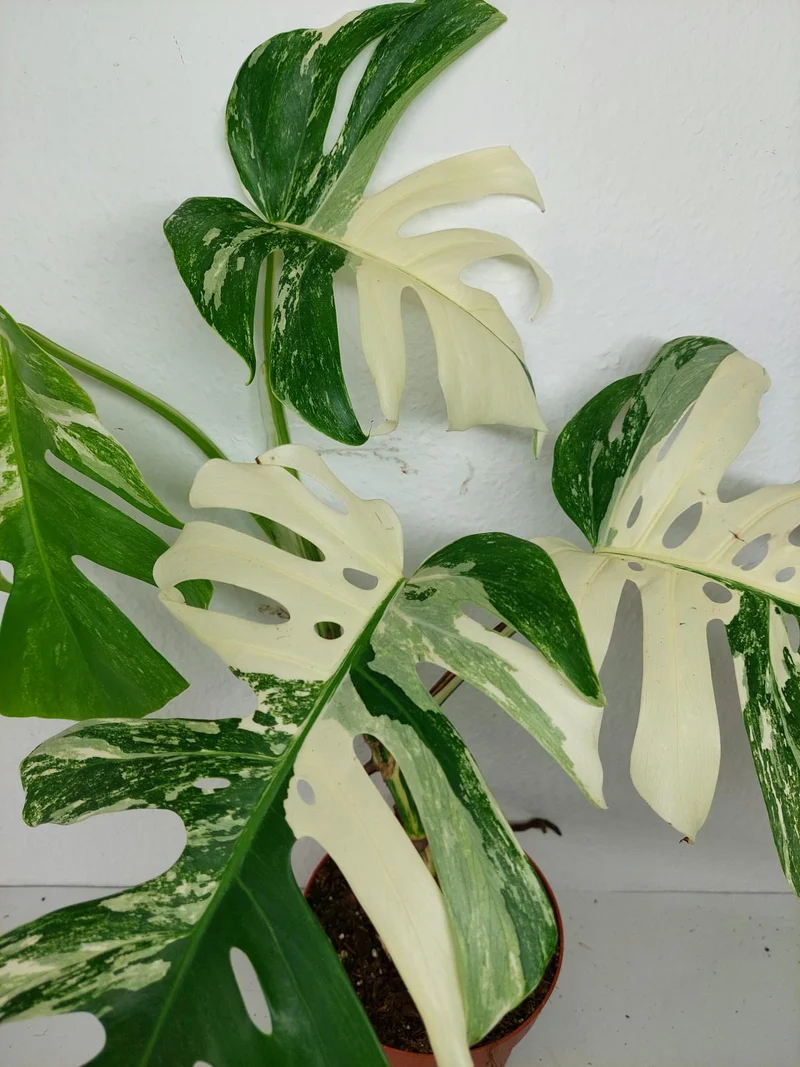 Monstera Variegata (zum aussuchen)