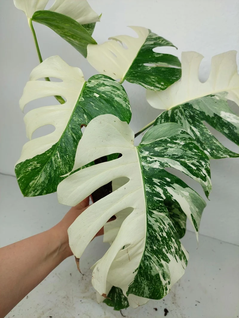 Monstera Variegata (zum aussuchen)