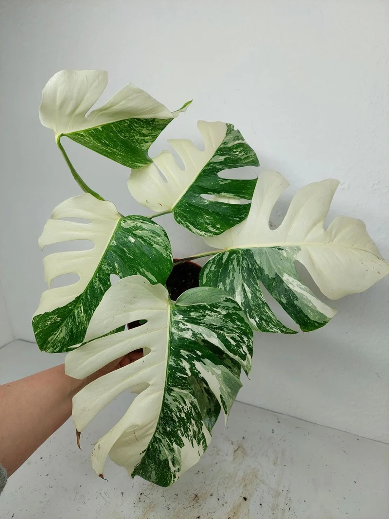 Monstera Variegata (zum aussuchen)