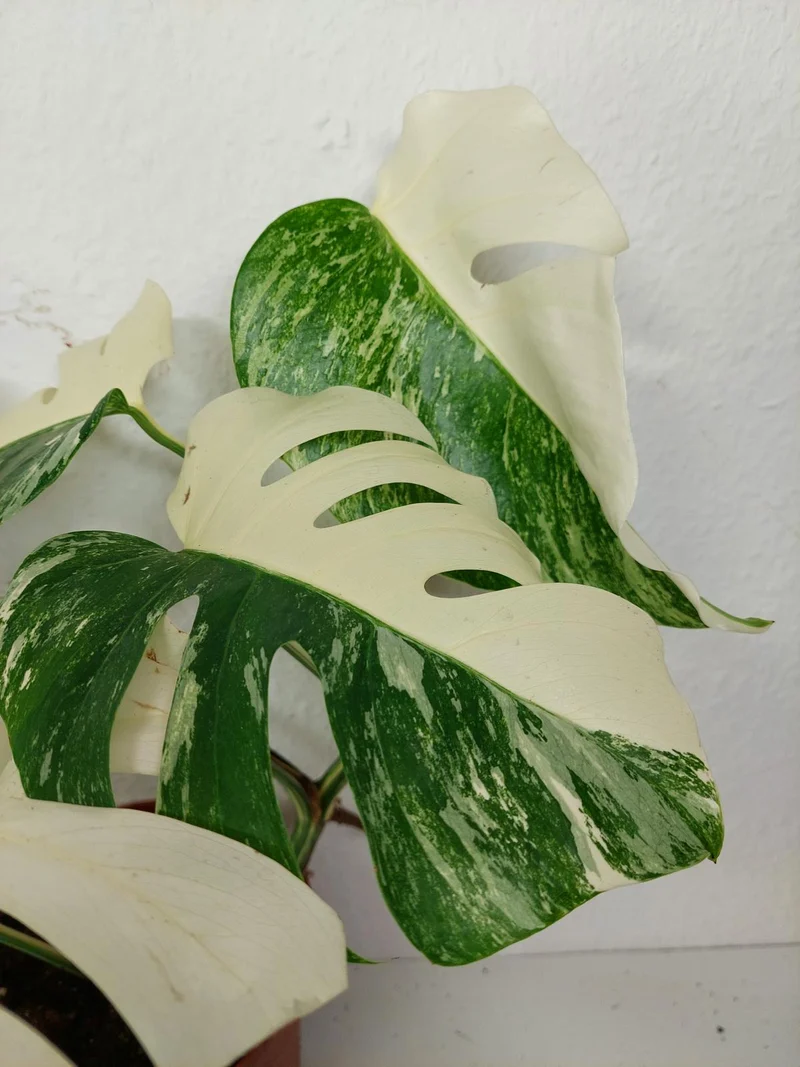 Monstera Variegata (zum aussuchen)
