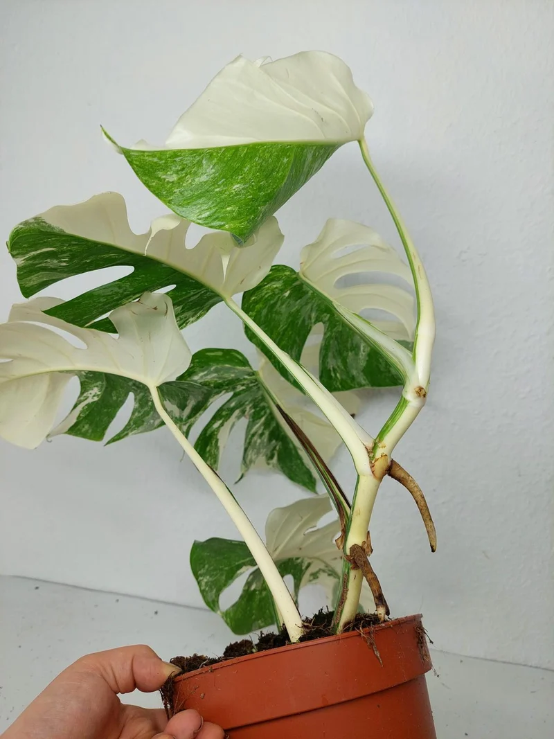 Monstera Variegata (zum aussuchen)