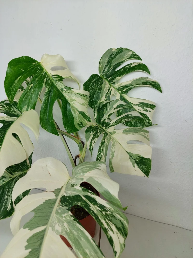 Monstera Variegata (zum aussuchen)