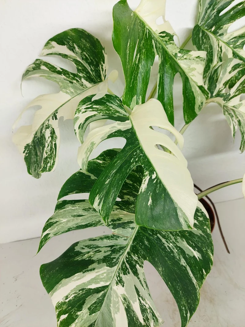 Monstera Variegata (zum aussuchen)