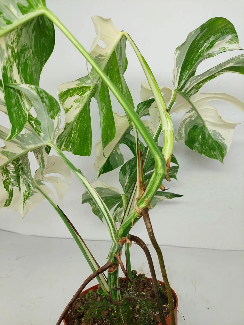 Monstera Variegata (zum aussuchen)