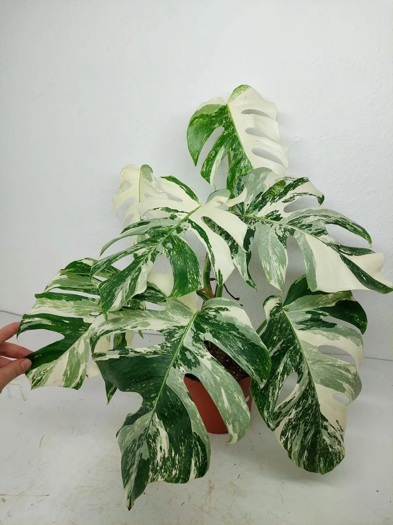 Monstera Variegata (zum aussuchen)
