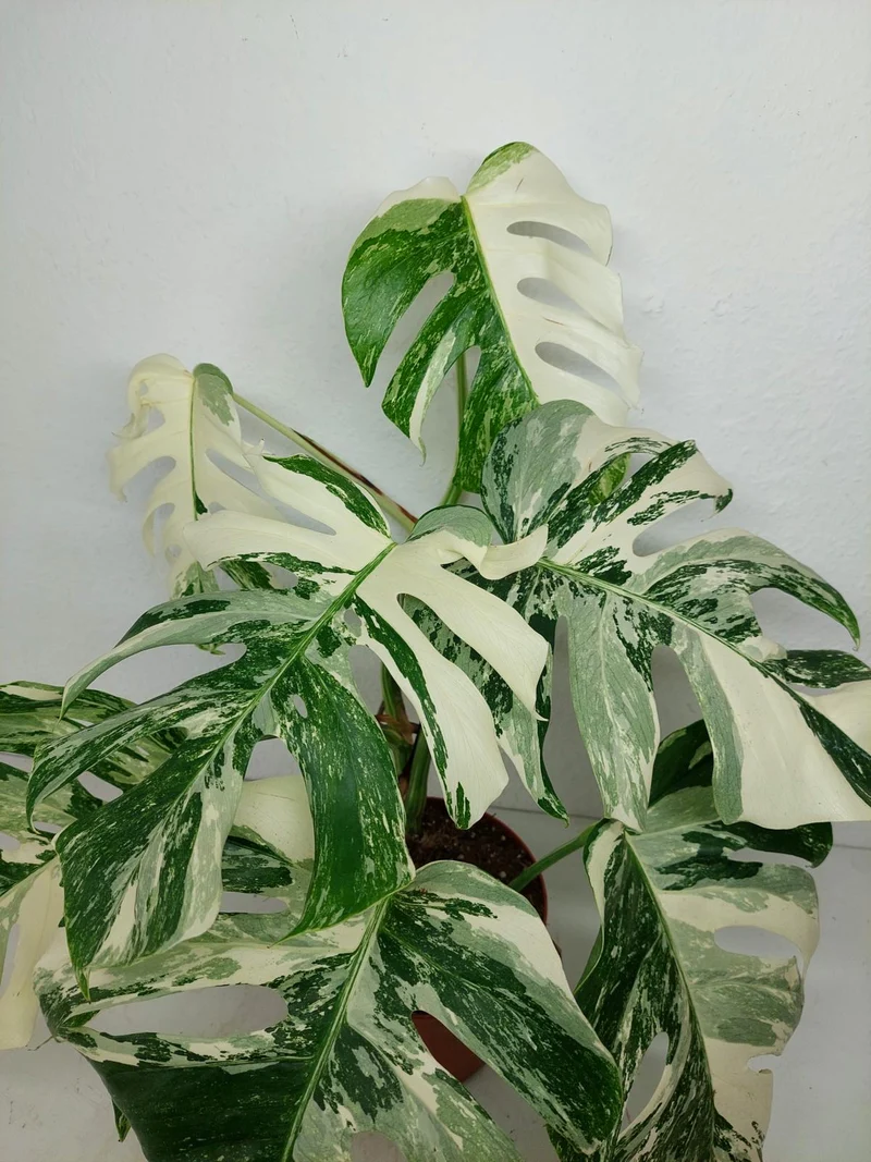 Monstera Variegata (zum aussuchen)
