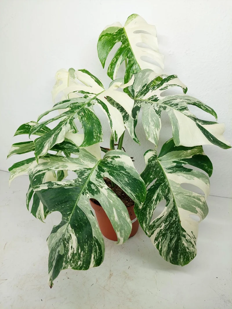 Monstera Variegata (zum aussuchen)