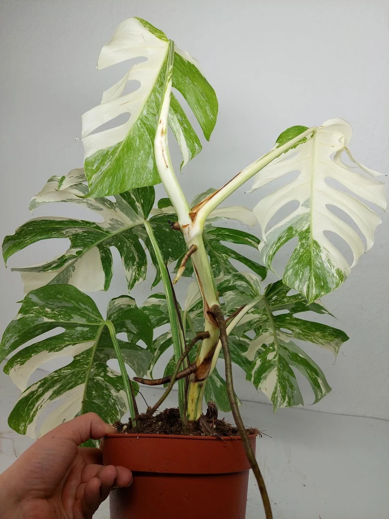 Monstera Variegata (zum aussuchen)