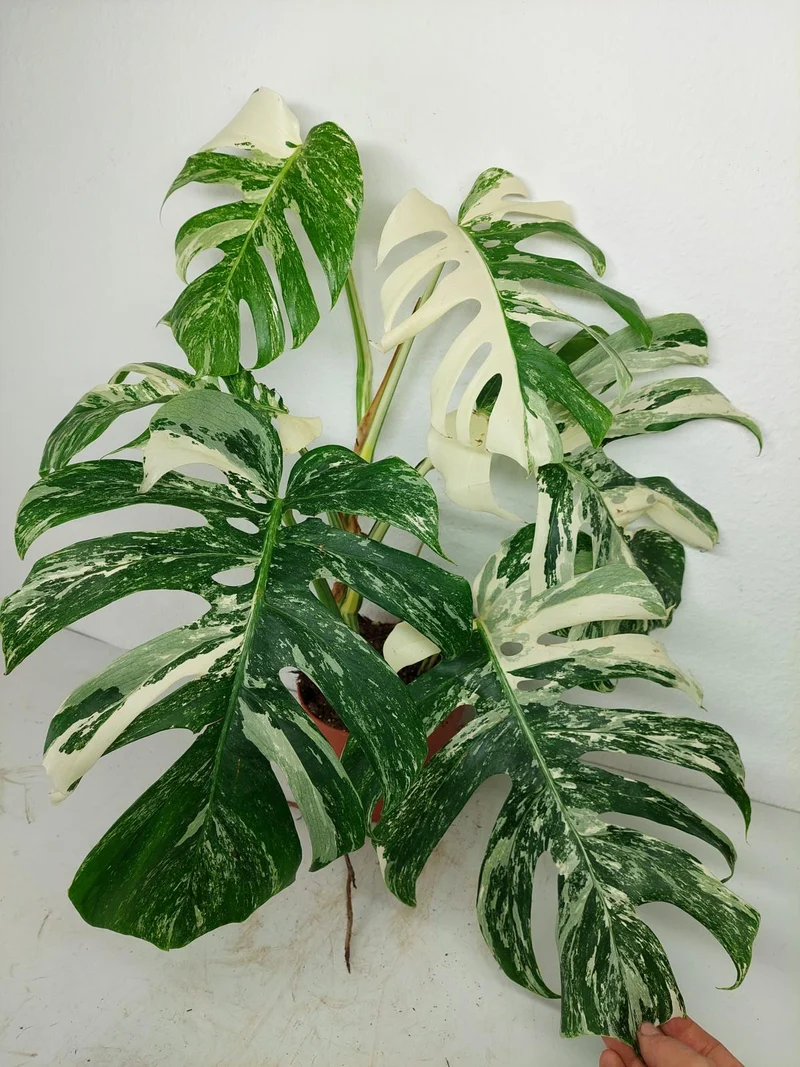 Monstera Variegata (zum aussuchen)