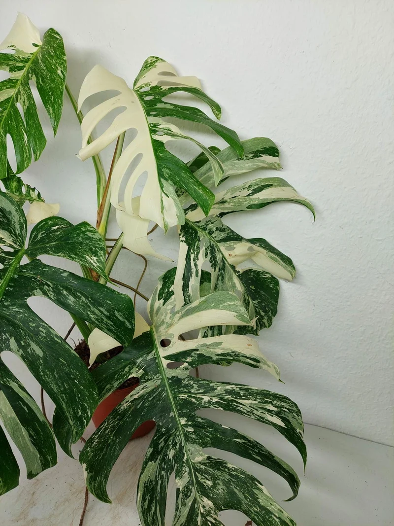 Monstera Variegata (zum aussuchen)