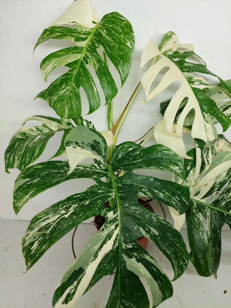 Monstera Variegata (zum aussuchen)