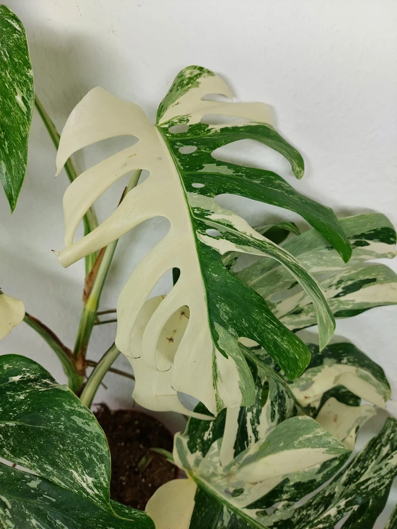 Monstera Variegata (zum aussuchen)
