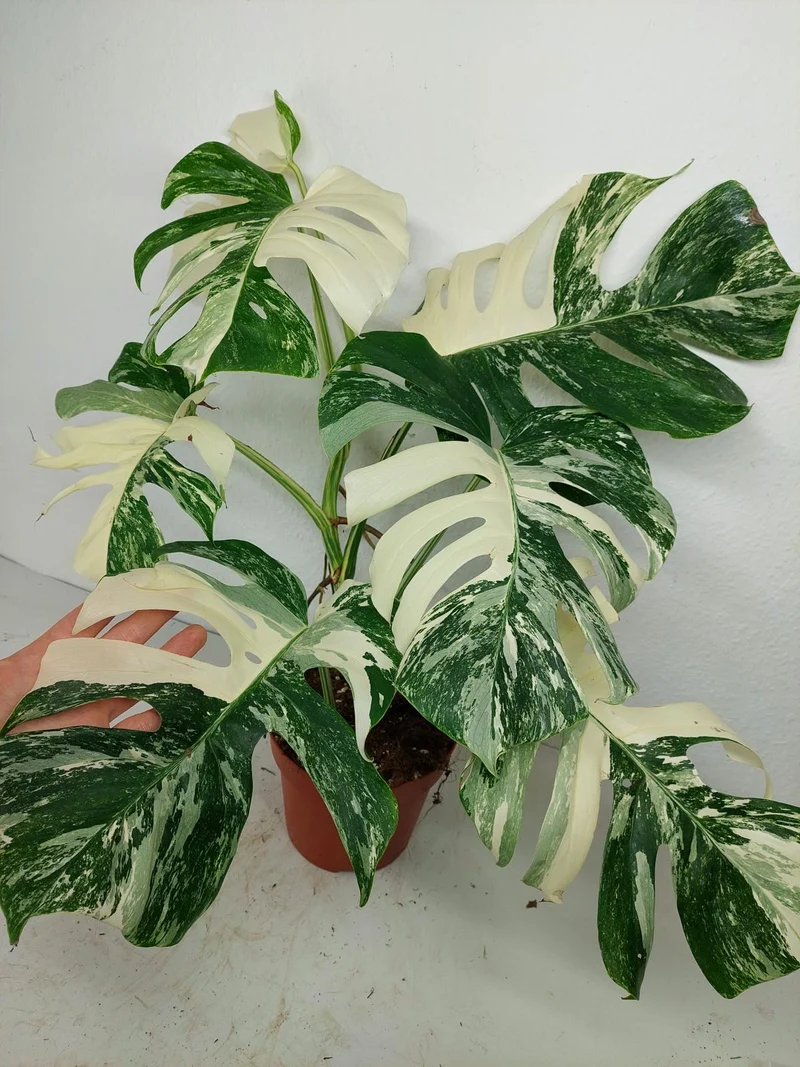 Monstera Variegata (zum aussuchen)