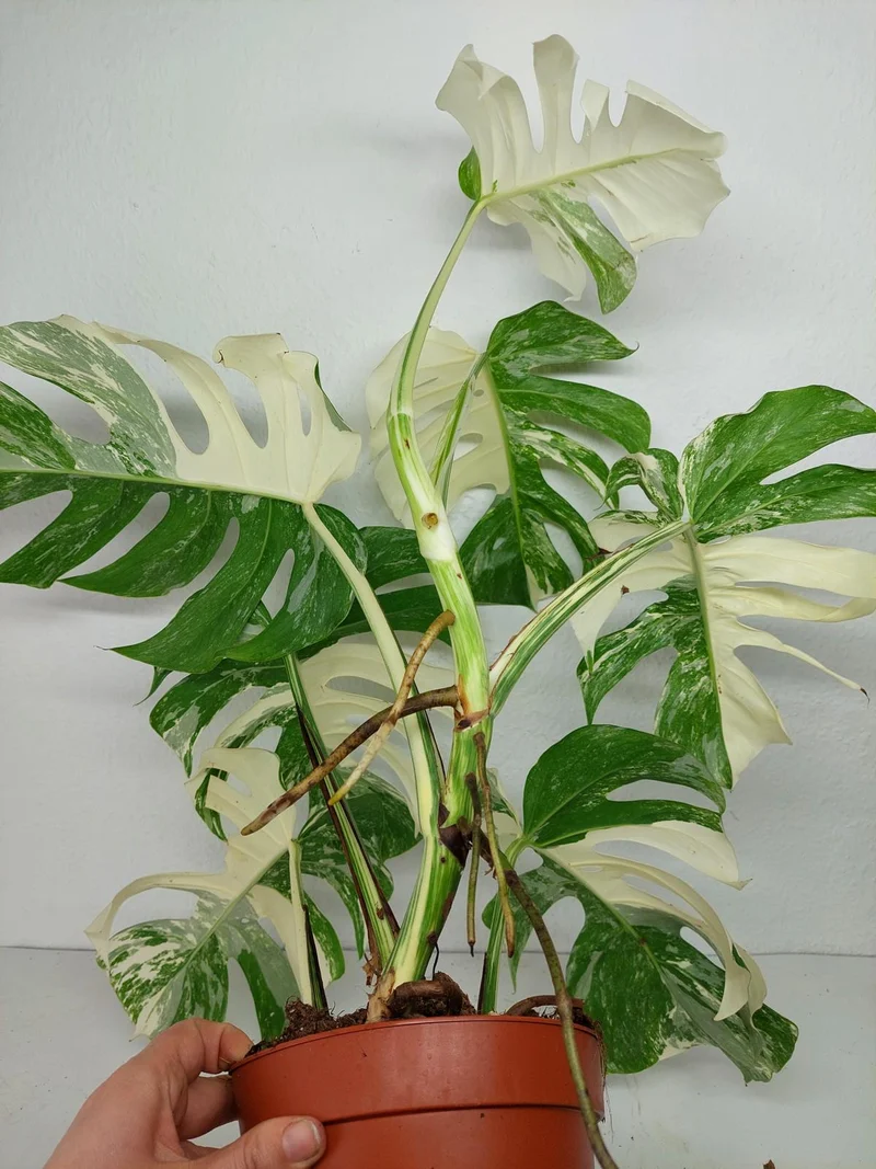 Monstera Variegata (zum aussuchen)
