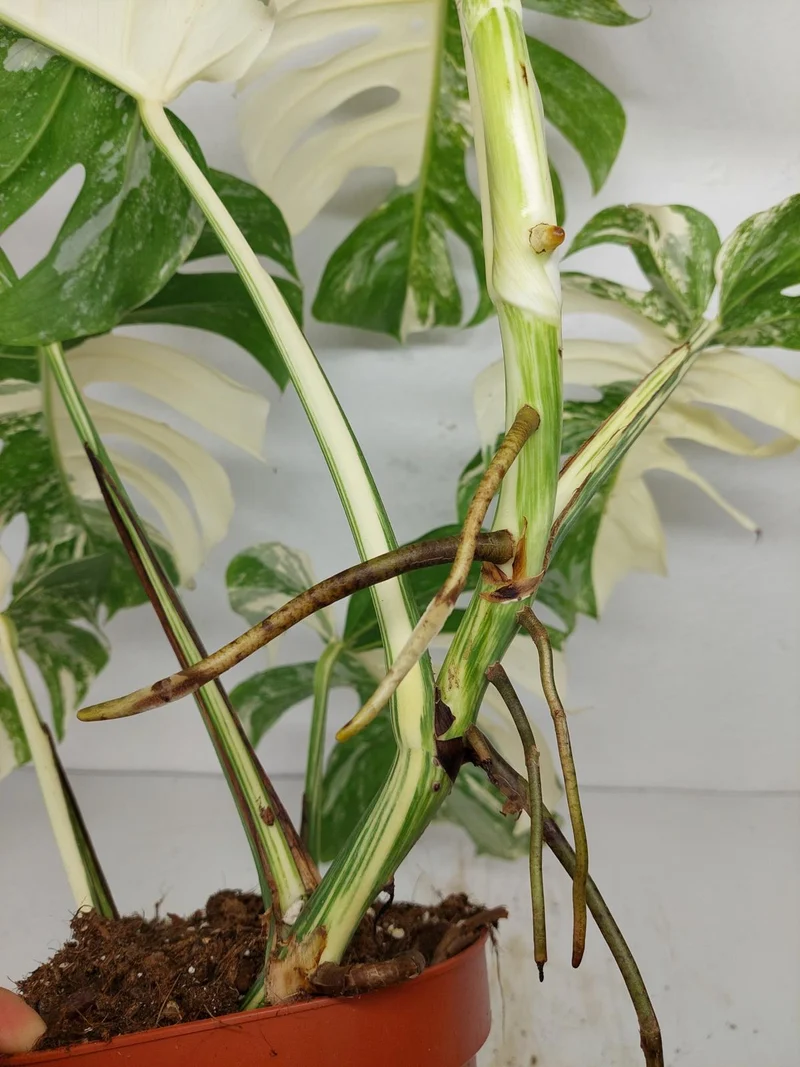 Monstera Variegata (zum aussuchen)