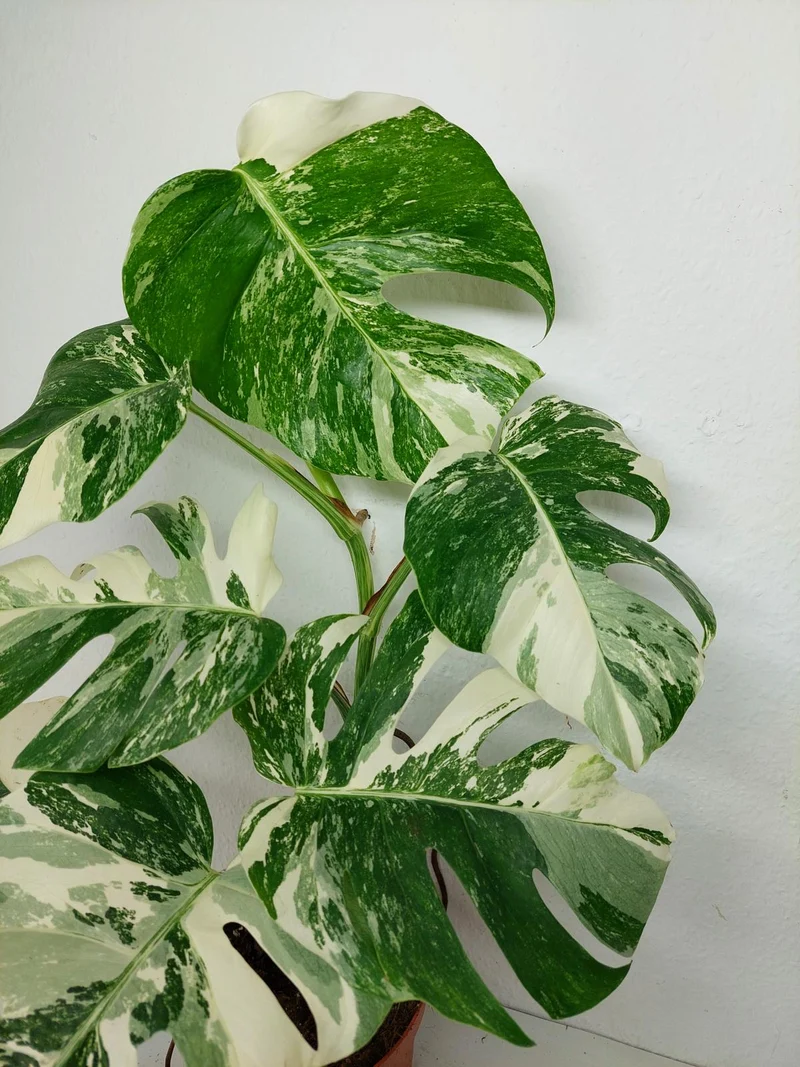 Monstera Variegata (zum aussuchen)