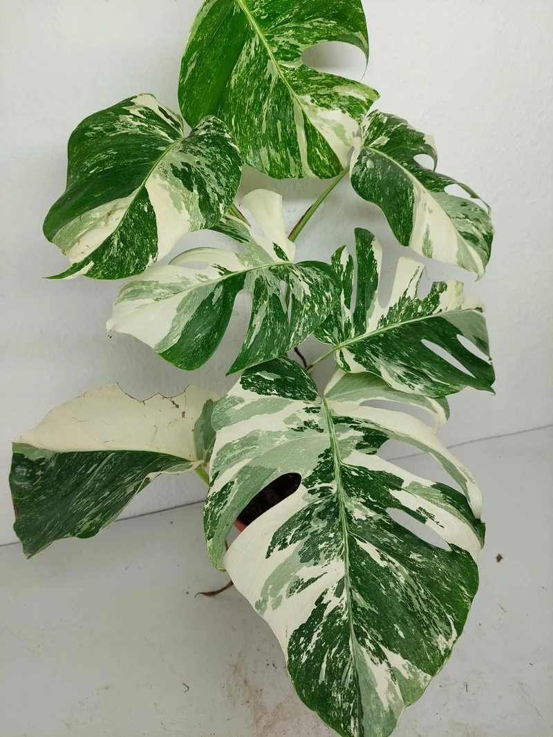 Monstera Variegata (zum aussuchen)