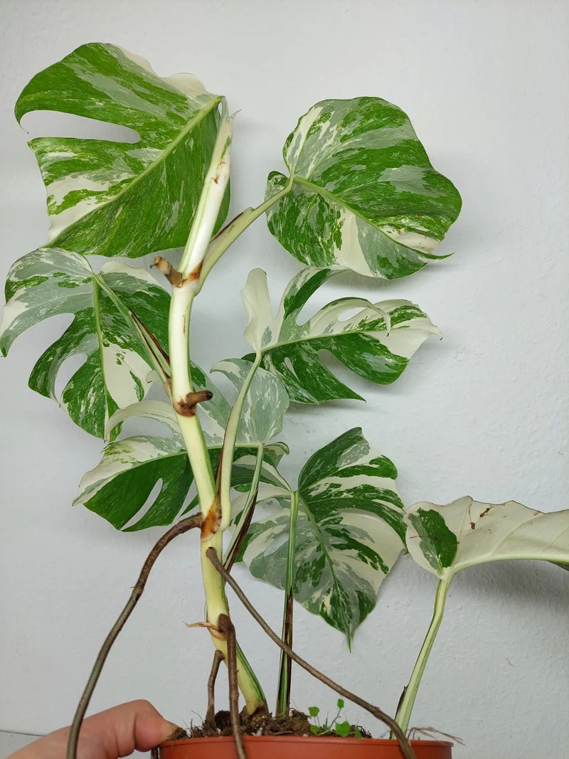 Monstera Variegata (zum aussuchen)