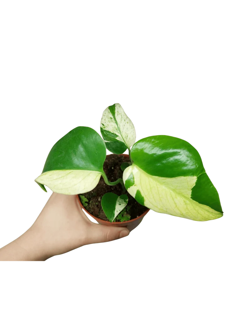 Monstera Jungle Mint